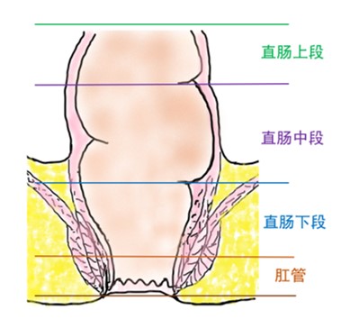 器官保留疗效好让患者绝处逢生ag旗舰厅平台内镜超级微创：(图8)