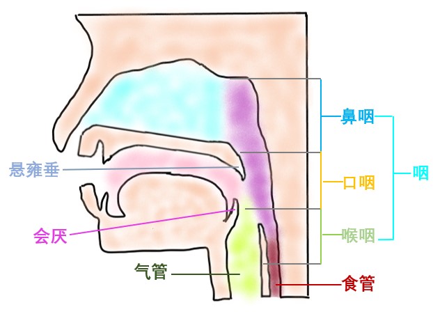 器官保留疗效好让患者绝处逢生ag旗舰厅平台内镜超级微创：(图15)